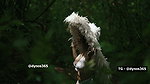 NAIR – FOREST