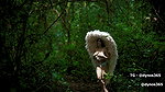 NAIR – FOREST