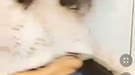 Kitty AKA Hunny Bunny Tango Private