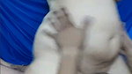 Cute Telugu Cpl South Blowjob TightAss 21Min DirtyTalk Hardcore11