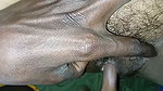 Desi Bhabhi’s Pussy Was Fingered and Fucked with Great Pleasure