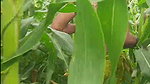 Desi Girl’s Outdoor Bangladeshi Village