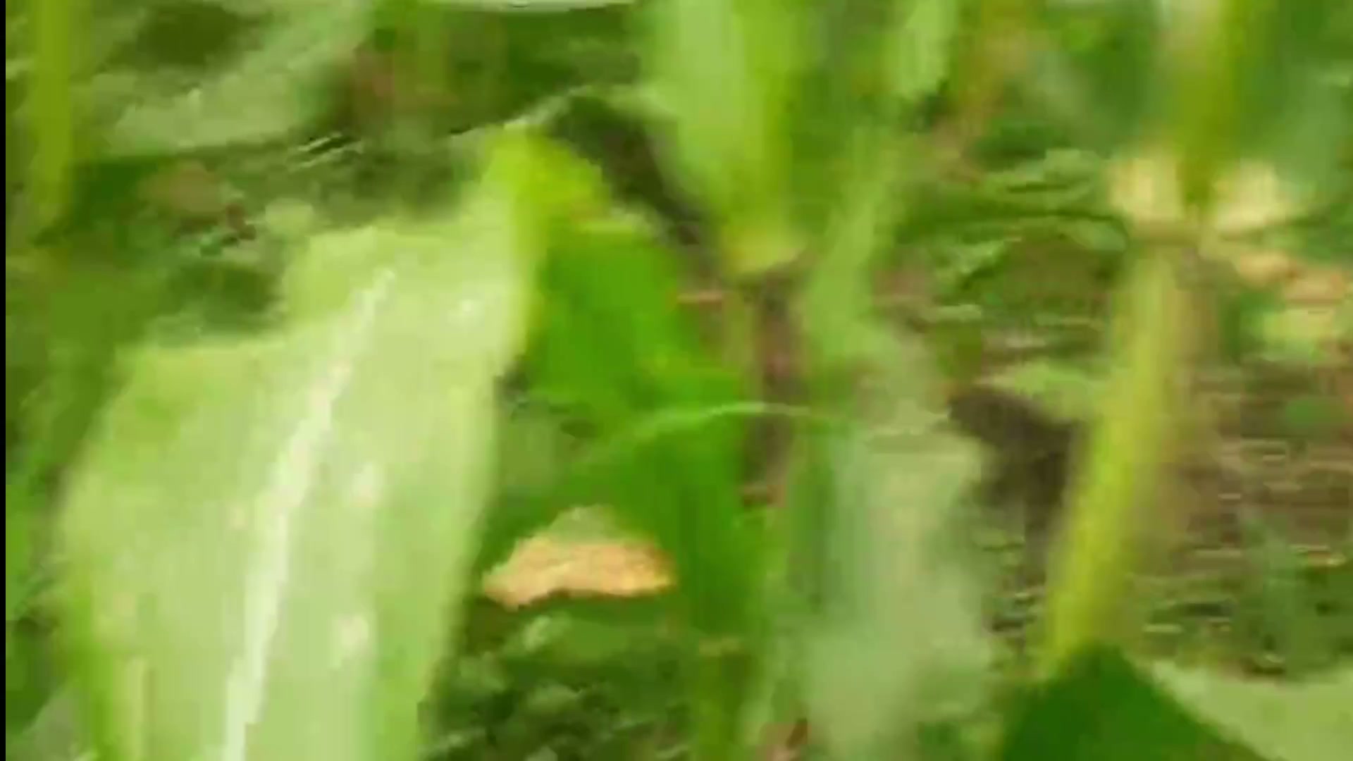 Frame 2
