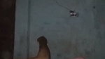 Reena Bhabhi’s Vigorous Fucking