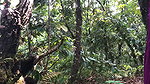 Jungle ma bakhra Charaune Bela vetera majjale chikeko(Jungle Adventures 2.0)