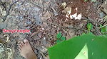 Jungle ma chikaunu ko maja beglai xa. Outdoor sex