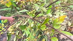 New year 2083 special jungle ma sali lai fakayera chikeko