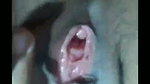Bangladeshi tango collection – 273