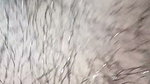 Lovely asian wife moaning while under arm licking