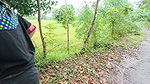 Thai Girl Walking Showing Along the Side of the Field Road in the Countryside Thai Outdoor Public