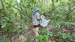 Thai girls walking and talking and picking mushrooms in the forest, secretly showing in the deep forest Clear Thai voice
