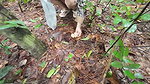 Thai girls walking and talking and picking mushrooms in the forest, secretly showing in the deep forest Clear Thai voice