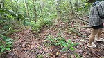 Thai girls walking and talking and picking mushrooms in the forest, secretly showing in the deep forest Clear Thai voice