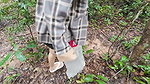 Thai girls walking and talking and picking mushrooms in the forest, secretly showing in the deep forest Clear Thai voice