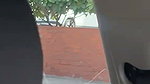VIRAL INDIAN MOHALI GIRL NUDE RECORDED IN PUBLIC ~ 4 CLIPS (2) 2