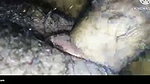 Crot di dalam sex indo