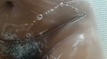 Sexy body Stw is taking a shower showing off her big tits
