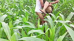 Bhabhi ko devar ka kala mota lund aaya lisand, corn field me bhabhi ki chudai outdoor Hindi audio