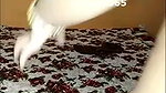 Hyderabadi_suhu