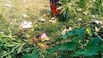 Indian desi outdoor mms