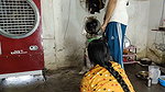 Hot sexy stepsister’s fun sex from stepbrother’s land when stepsister was alone at home Hindi audio