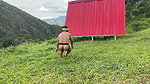 Little Indian Finds a Woman Resting in the Forest, Gets Horny Looking at Her Ass and Ends up Putting His Cock in Her.