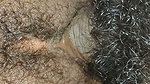 Hard core Indian sex