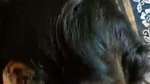 Chubby Tanker Indian Wife showing many clips updates (2) 129