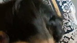 Chubby Tanker Indian Wife showing many clips updates (2) 129