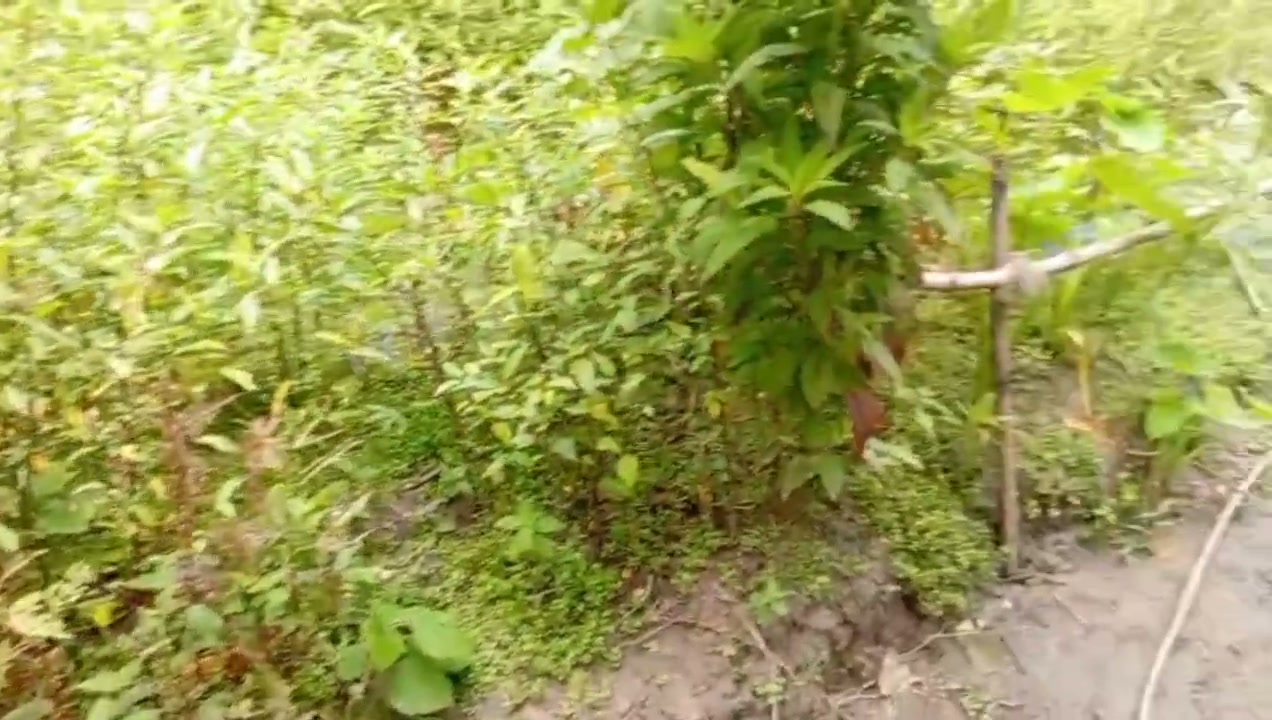 Frame 6