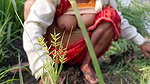 My elder sister-in-law is tormenting in the field of millet by undressing her clothes and putting fingers in her pussy