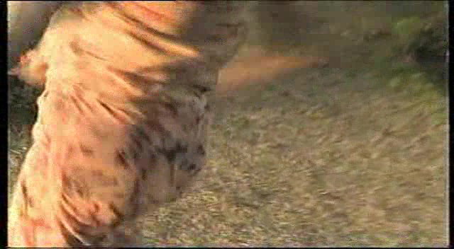 Pk nude mujra clip (4)