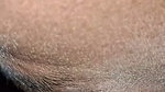 Desi Tamil wife sucking husband dick come in mouth