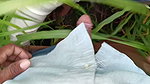 In the millet field, my elder sister-in-law sucked the cock and ass Mari opened the field of millet and killed my sister-in-law’s ass