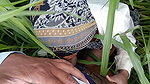 In the millet field, my elder sister-in-law sucked the cock and ass Mari opened the field of millet and killed my sister-in-law’s ass