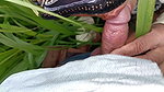 In the millet field, my elder sister-in-law sucked the cock and ass Mari opened the field of millet and killed my sister-in-law’s ass