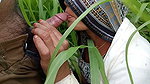In the millet field, my elder sister-in-law sucked the cock and ass Mari opened the field of millet and killed my sister-in-law’s ass