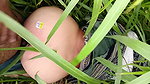 In the millet field, my elder sister-in-law sucked the cock and ass Mari opened the field of millet and killed my sister-in-law’s ass