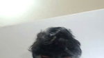 Lina_Couple  Stripchat ticket show