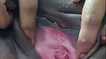 SexyIndianCouple Stripchat ticket show