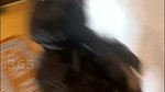 IndianLatinaa Stripchat ticket show