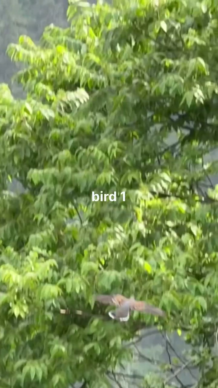 Frame 5
