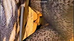 Vove couple – Strap On BDSM