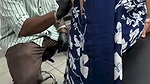 desi lady hot navel piercing in blue saree 1