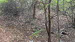 HOT YOUNG SLIM STRANGER GIRL FUCKING IN JUNGLE (HINDI ROLEPLAY)