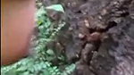 My wife fucking in forest