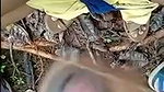 My wife fucking in forest