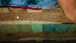 Sister-in-law’s bad fucking and spreading both her legs, put the whole penis and took out the piss from the pussy