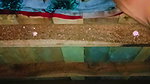 Sister-in-law’s bad fucking and spreading both her legs, put the whole penis and took out the piss from the pussy