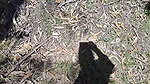 Fucking my mother’s friend in a forest outdoor